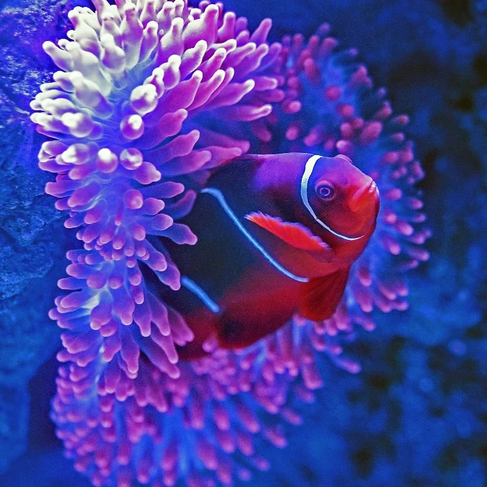 A clown fish hiding in purple reef