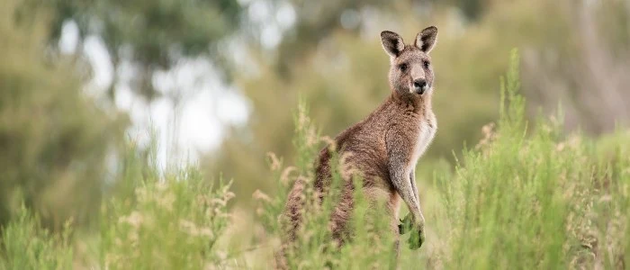 A kangaroo in tall grass