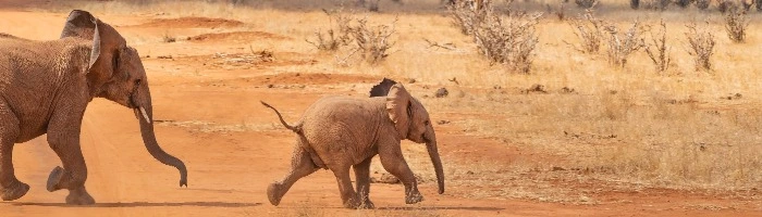 Two young elephants running