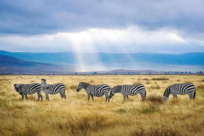 Zebra's walking on a grassy field