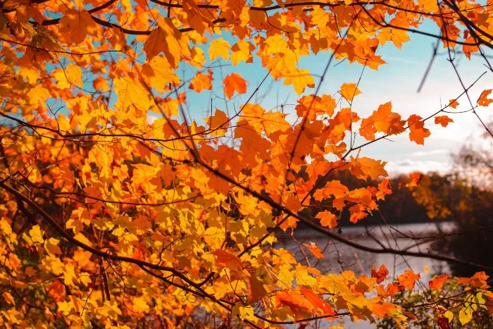 fall leaves and a lake
