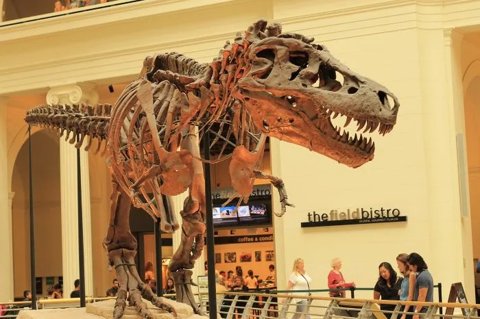 The skeleton of a tyrannosaurus rex dinosaur in the Field Museum in Chicago