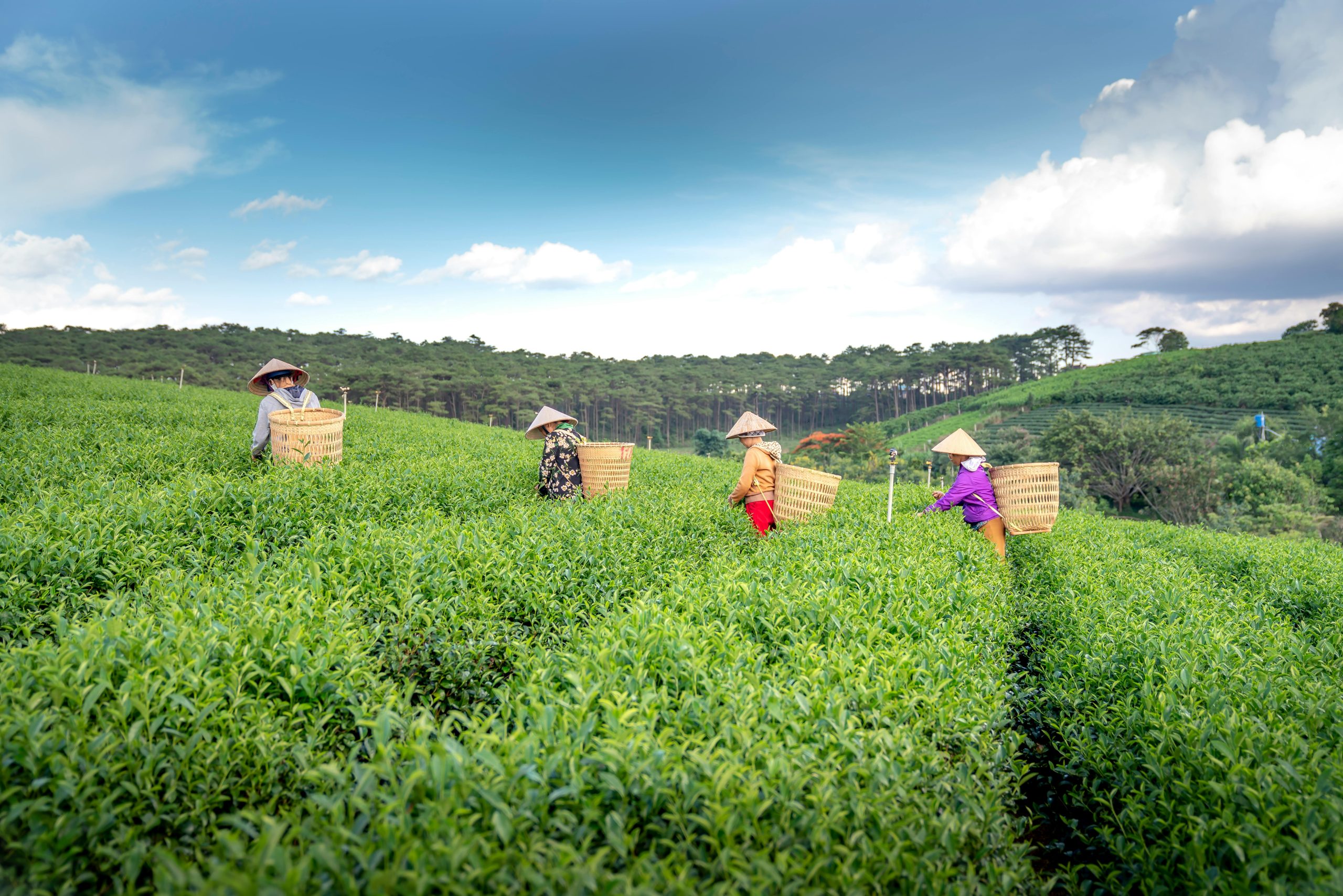 Group of workers wearing traditional conical hats harvesting crops in a lush green tea field under a bright blue sky. Each worker carries a large woven basket on their back, set against a backdrop of rolling hills and distant trees, symbolizing agricultural life and rural serenity.