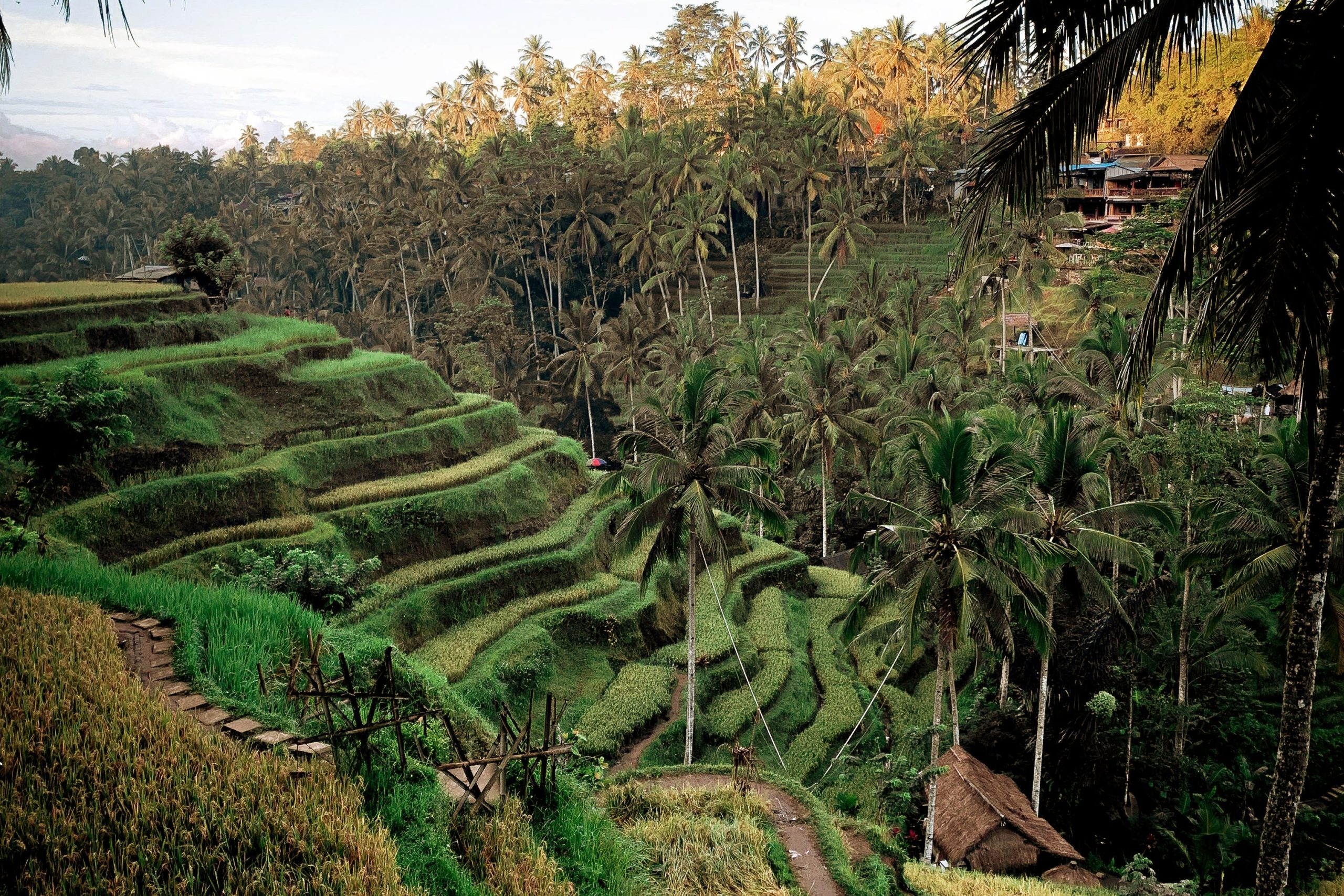 Terraced rice fields in Ubud, Bali, lush with greenery and lined by palm trees, creating a serene and peaceful landscape perfect for relaxation and reflection
