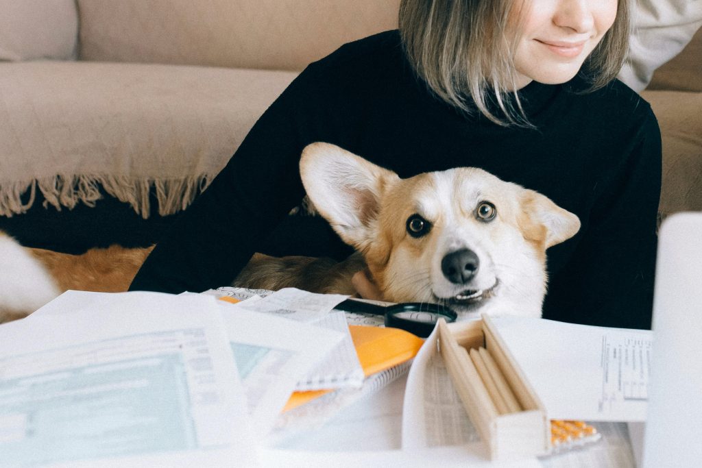 A cheerful Corgi nestles beside its owner in a workspace filled with documents and office essentials. This heartwarming scene showcases the perfect balance of productivity and companionship, proving that pets make remote work more enjoyable, comforting, and stress-free.