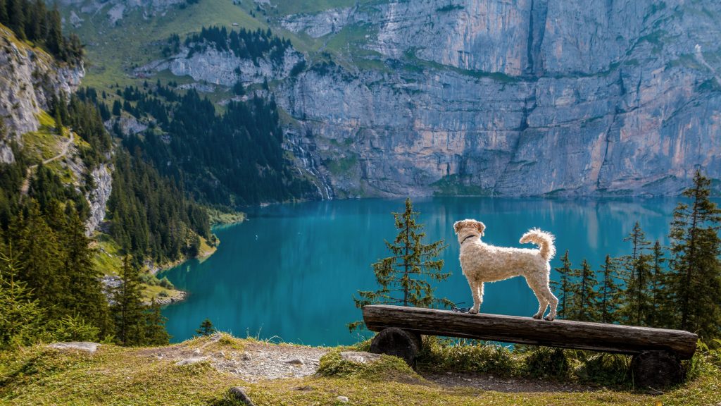 Perched on a rustic wooden bench, a fluffy dog gazes over a stunning turquoise alpine lake, surrounded by towering cliffs and lush evergreen forests. 