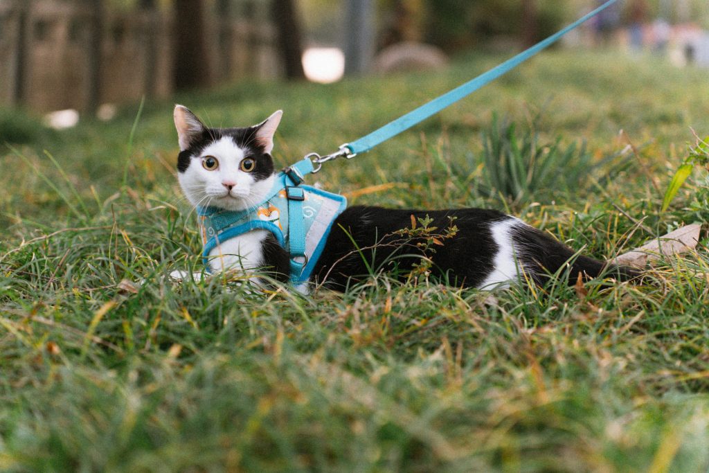 A curious black-and-white cat, sporting a sleek blue harness, lounges in the grass, embodying both excitement and caution. As more pet owners embrace leash training, feline explorers can safely enjoy the outdoors—experiencing nature’s sights, sounds, and scents while staying secure.