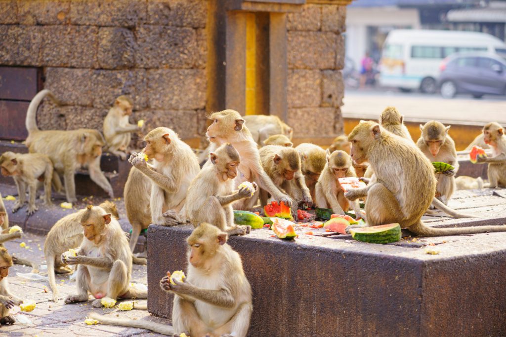 A large group of monkeys gathered around a stone platform eating fruit, including watermelon and corn, during what appears to be a feeding event or festival, with a background of buildings and vehicles.